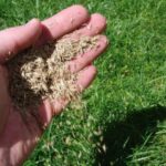 semintele-de-iarba-6P